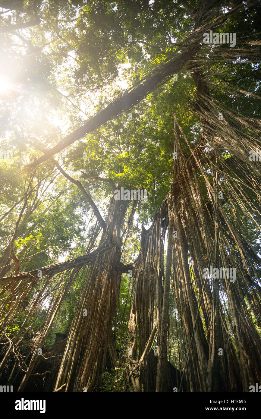 Cercare nella foresta pluviale con luce solare magico che passa tra gli alberi Foto Stock