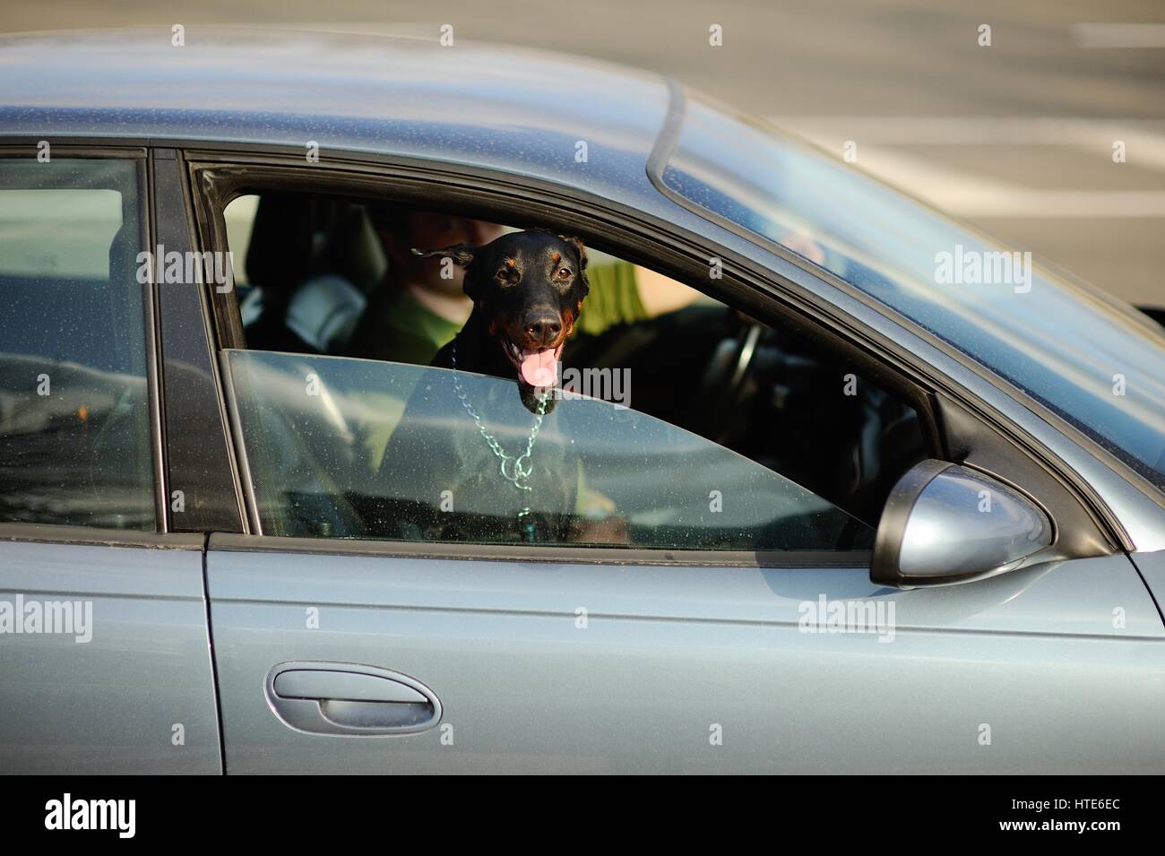 Doberman cane bucherellata il muso al di fuori della finestra di auto Foto Stock