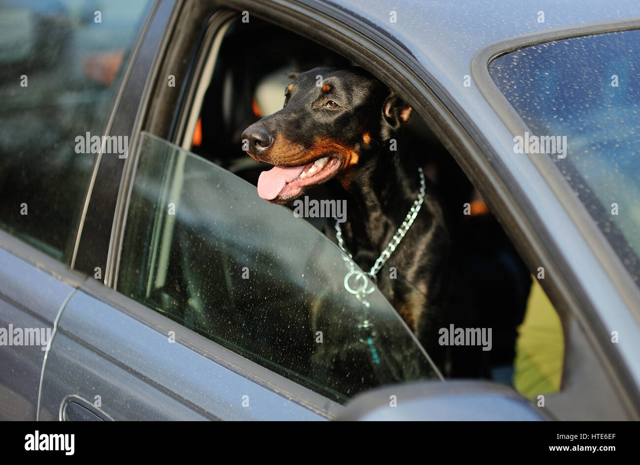 Doberman cane bucherellata il muso al di fuori della finestra di auto Foto Stock