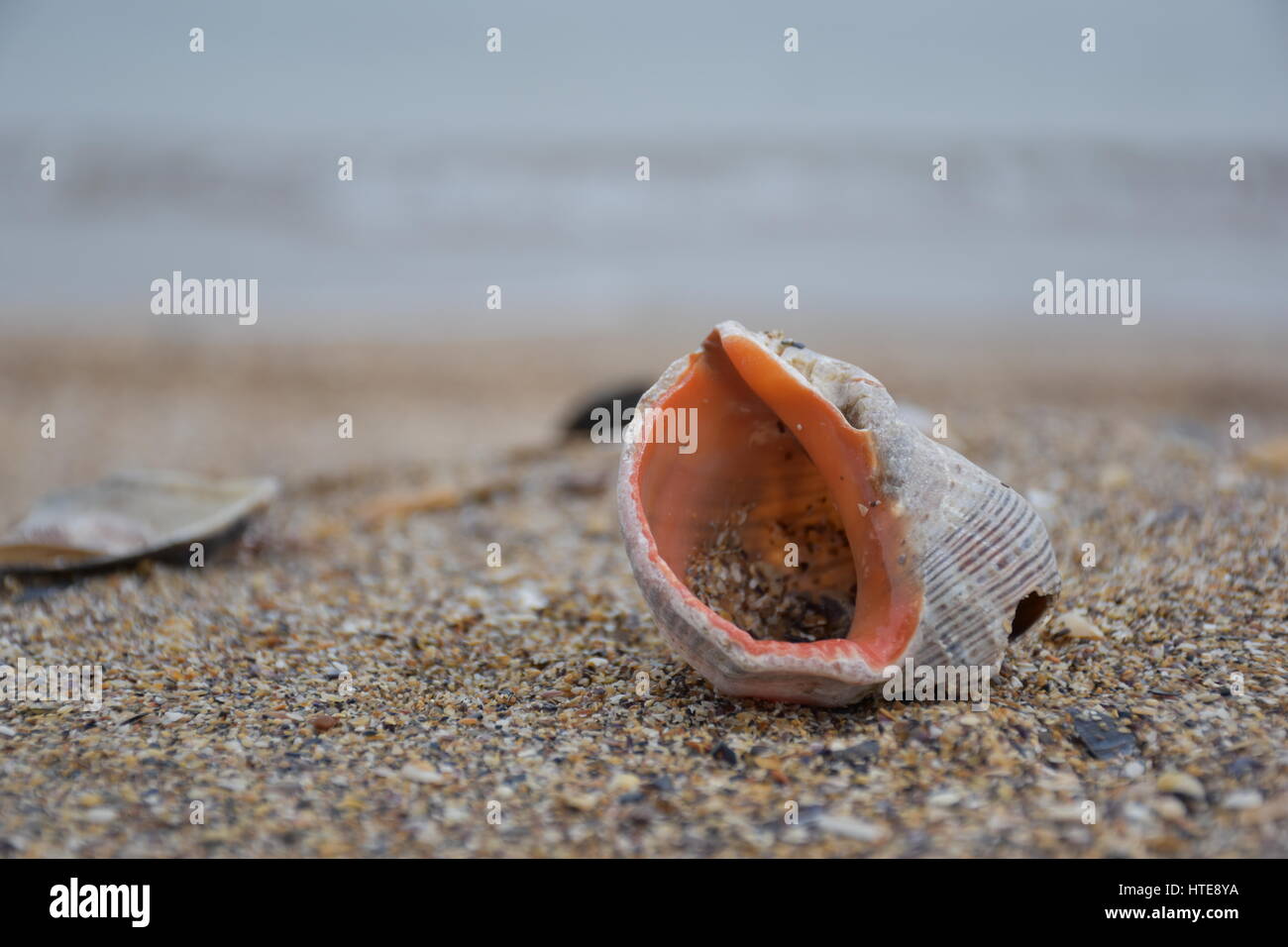 Lumaca di mare sulla spiaggia Foto Stock