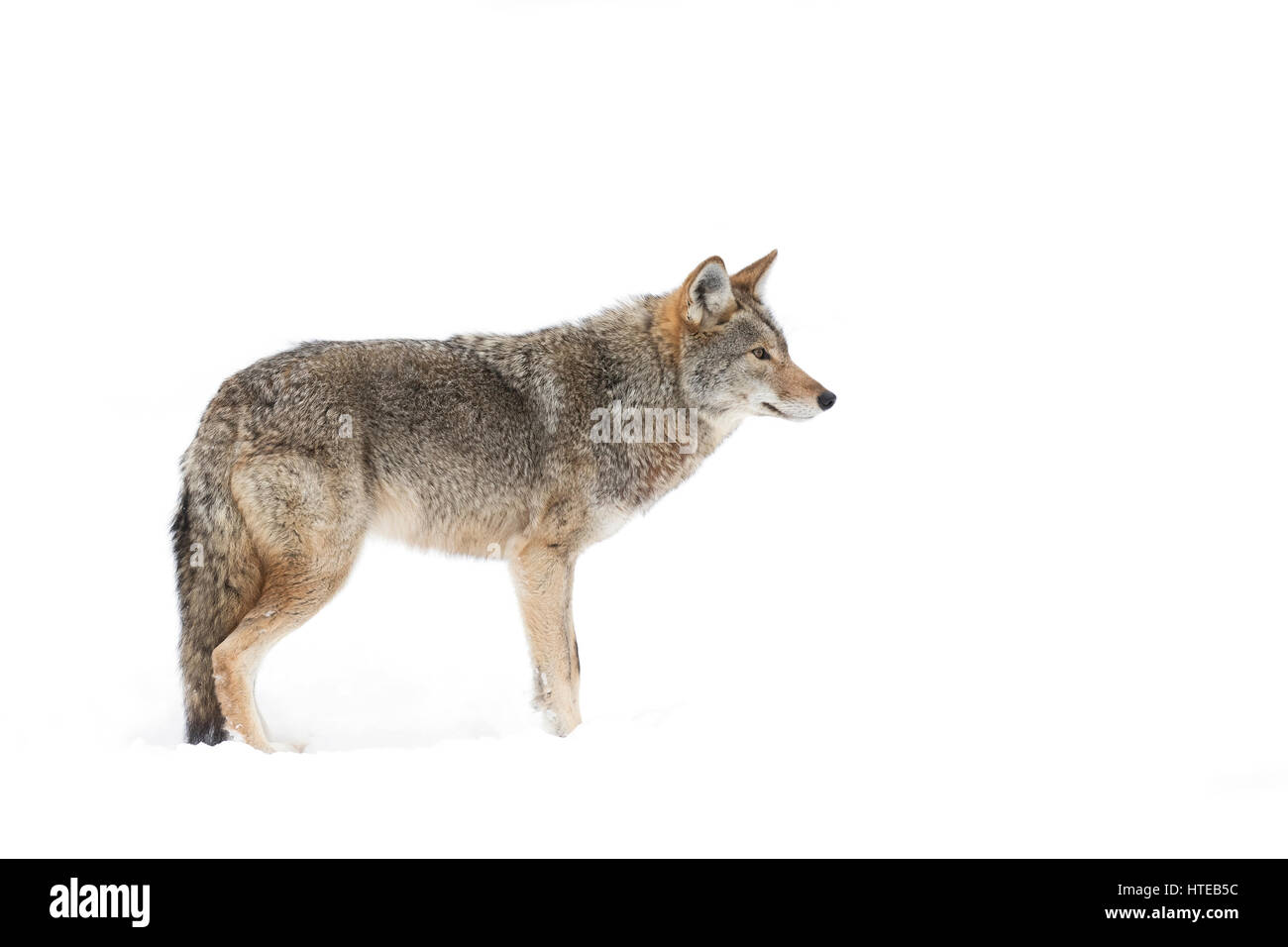 Un lone coyote (Canis latrans) isolati contro uno sfondo bianco in piedi nella neve invernale in Canada Foto Stock