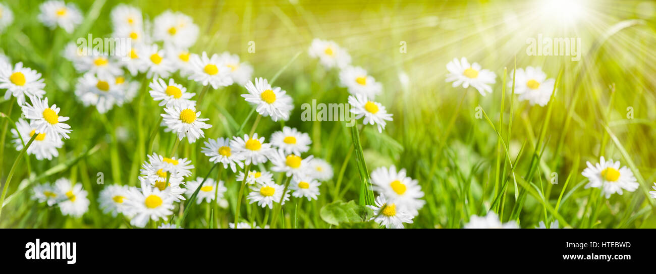 Prato primavera con splendidi fiori e raggi solari in background Foto Stock