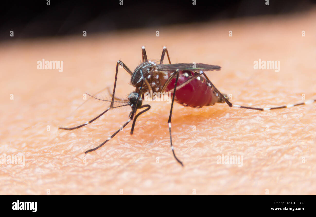 Primo piano di zanzare Striped stanno mangiando sangue sulla pelle umana, pericoloso malaria infetta zanzara pelle Bite Foto Stock