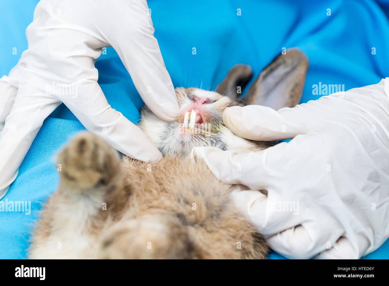 Il controllo veterinario di denti di un coniglio, Foto Stock