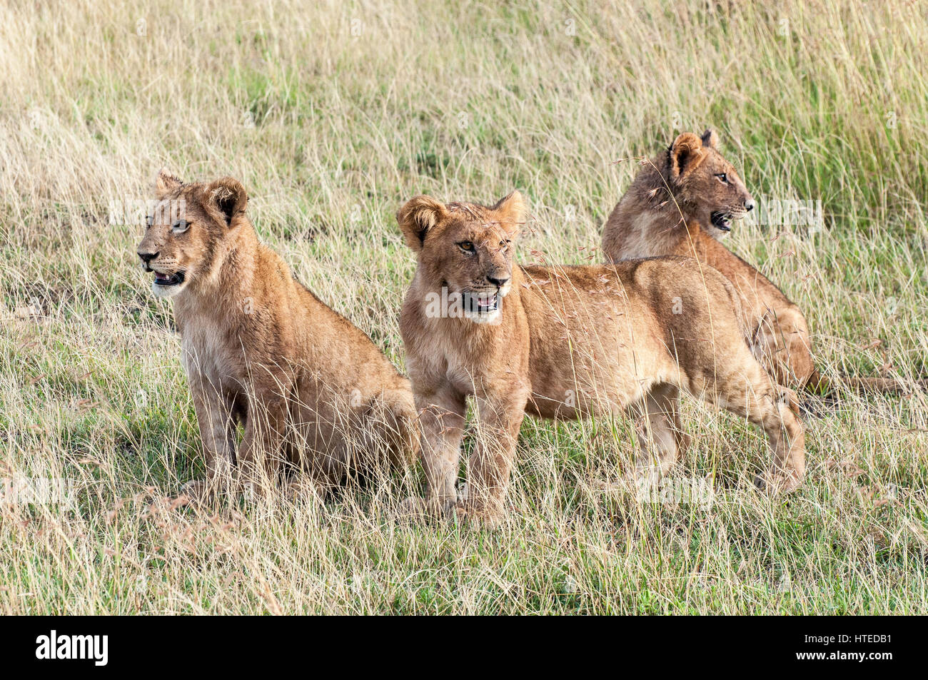 Giovani Lion Cubs attendere per la mamma nel Masai Mara National Park, Kenya Foto Stock