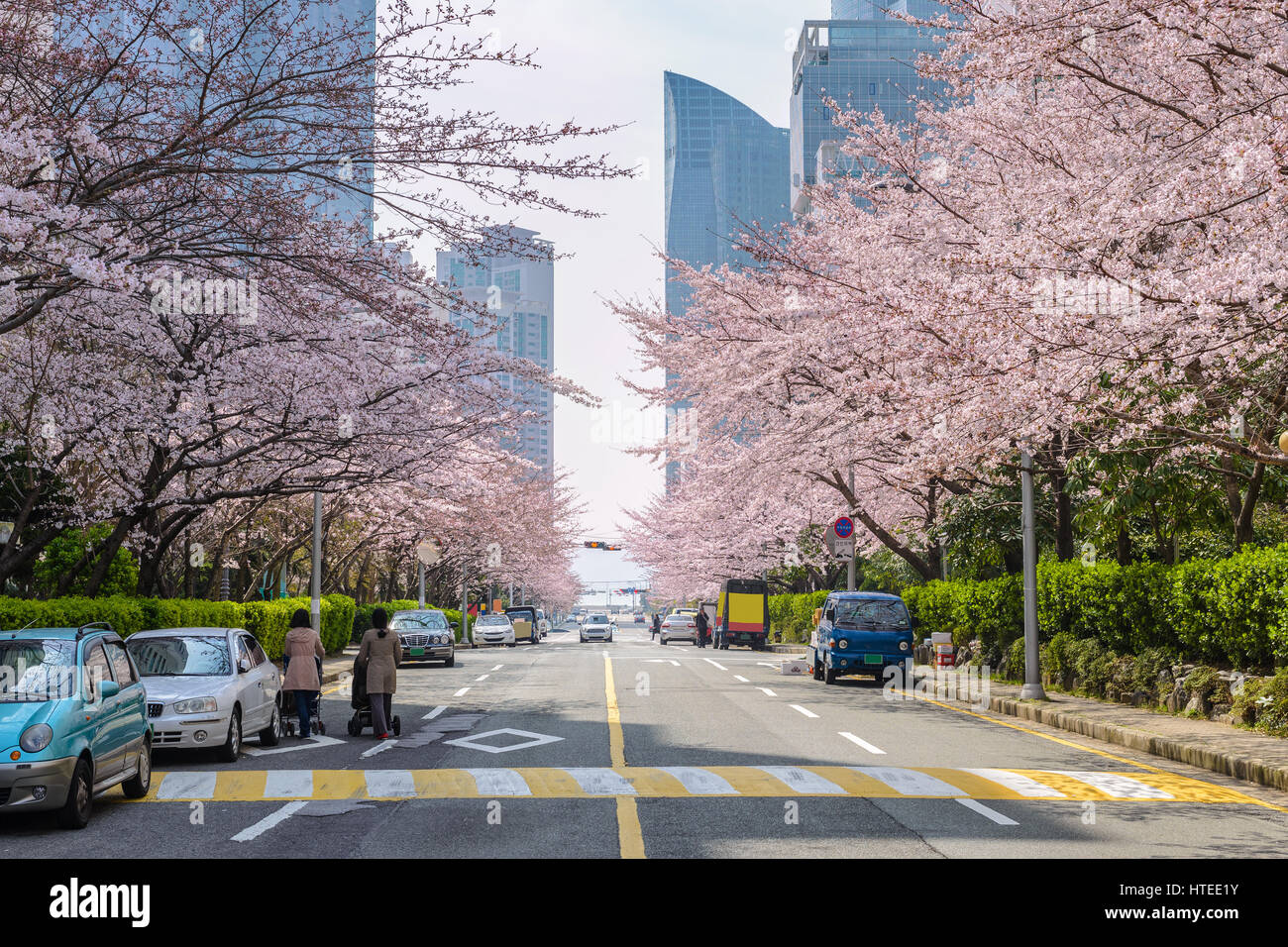 Fiore di Ciliegio di Busan, Corea del Sud Foto Stock