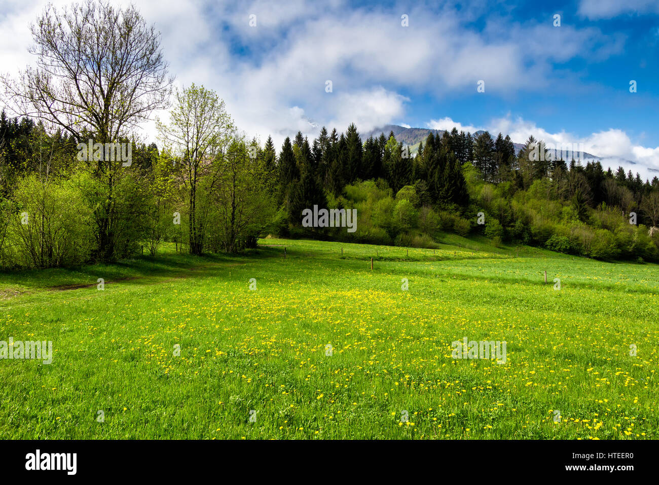 Prato con le montagne sullo sfondo Foto Stock