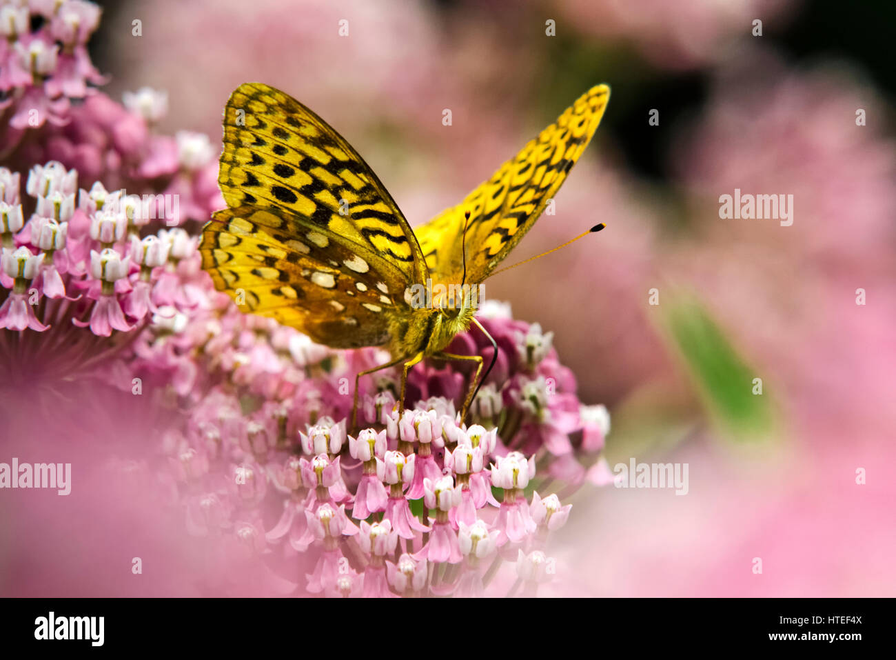 Fritillary butterfly closeup vista frontale alimentazione su milkweed rosa fiori. Foto Stock
