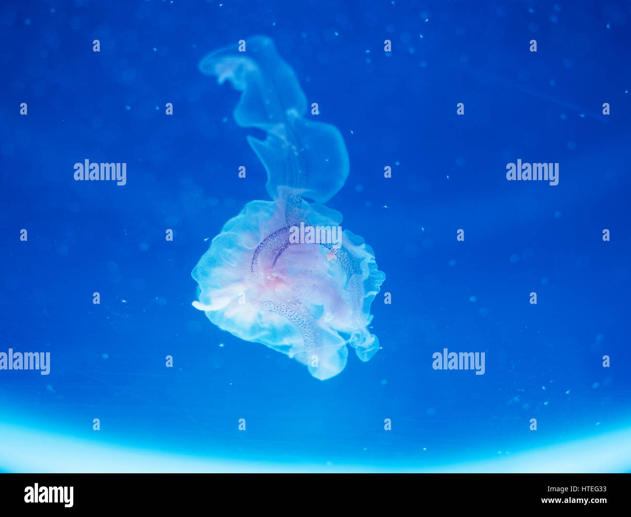 White-spotted Medusa (Phyllorhiza punctata) Foto Stock