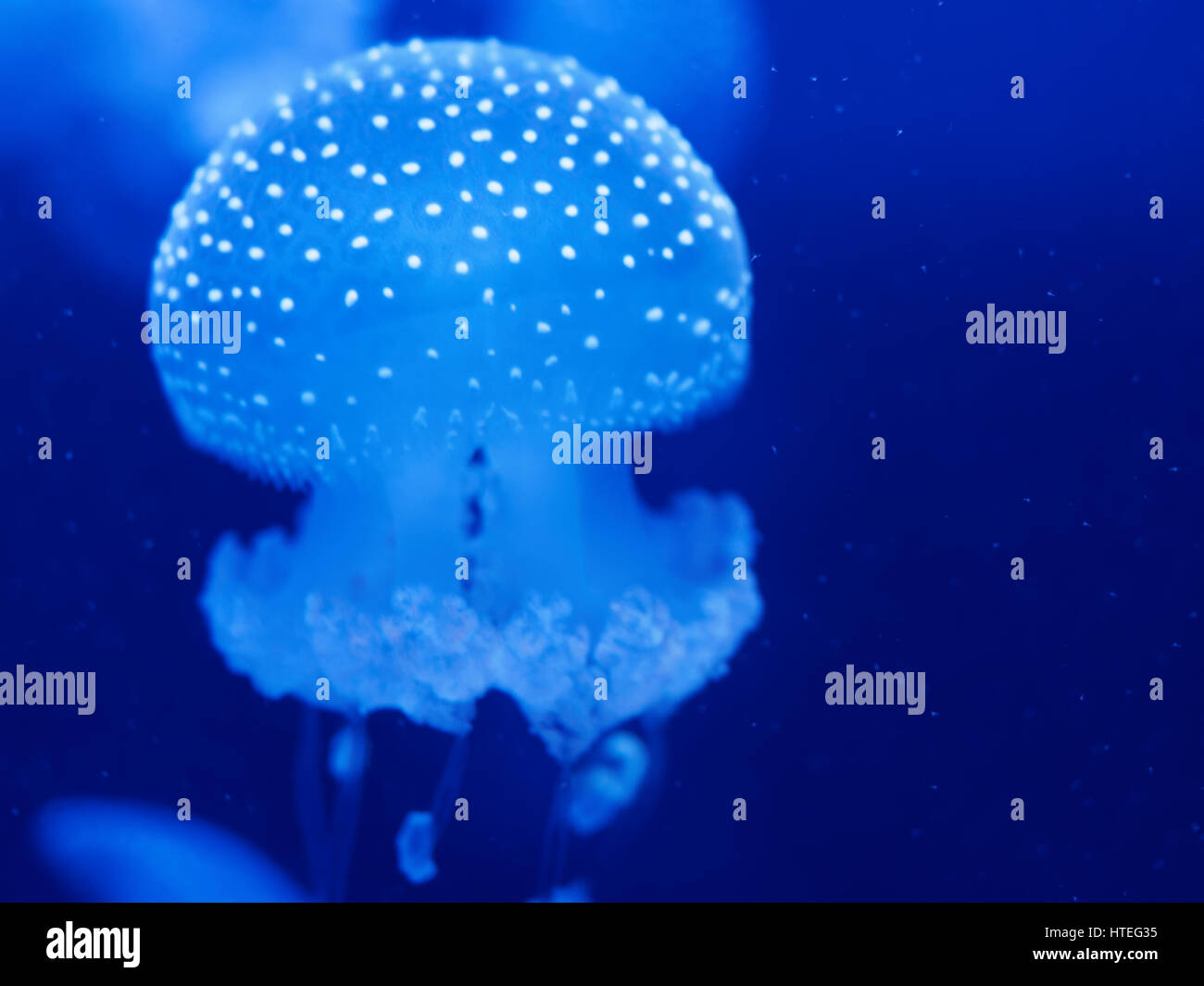 White-spotted Medusa (Phyllorhiza punctata) Foto Stock