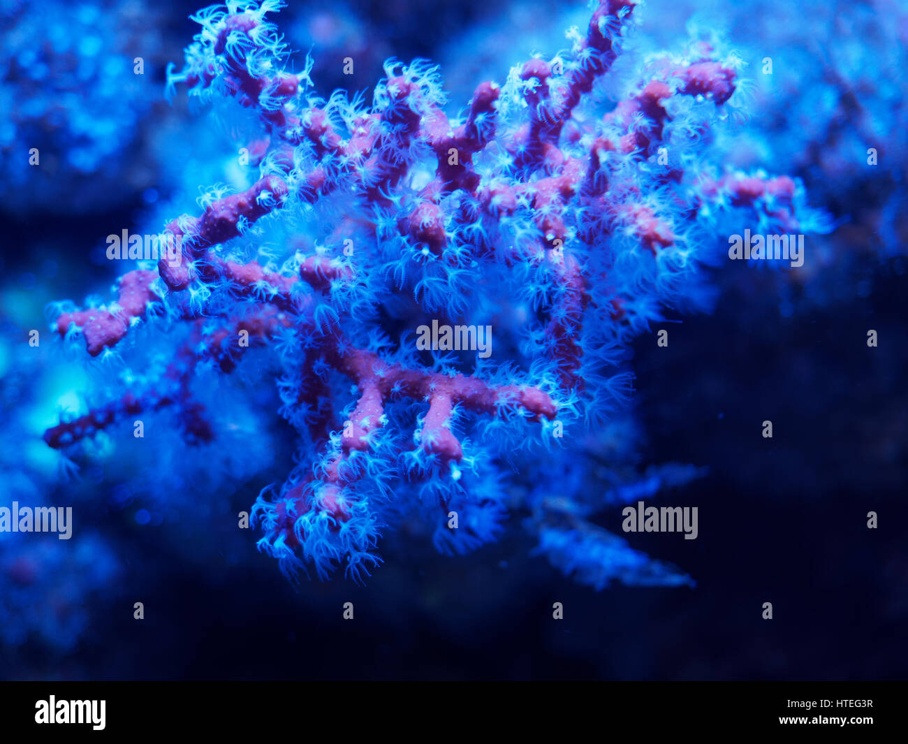 Rosso prezioso corallo, Corallium rubrum, Foto Stock