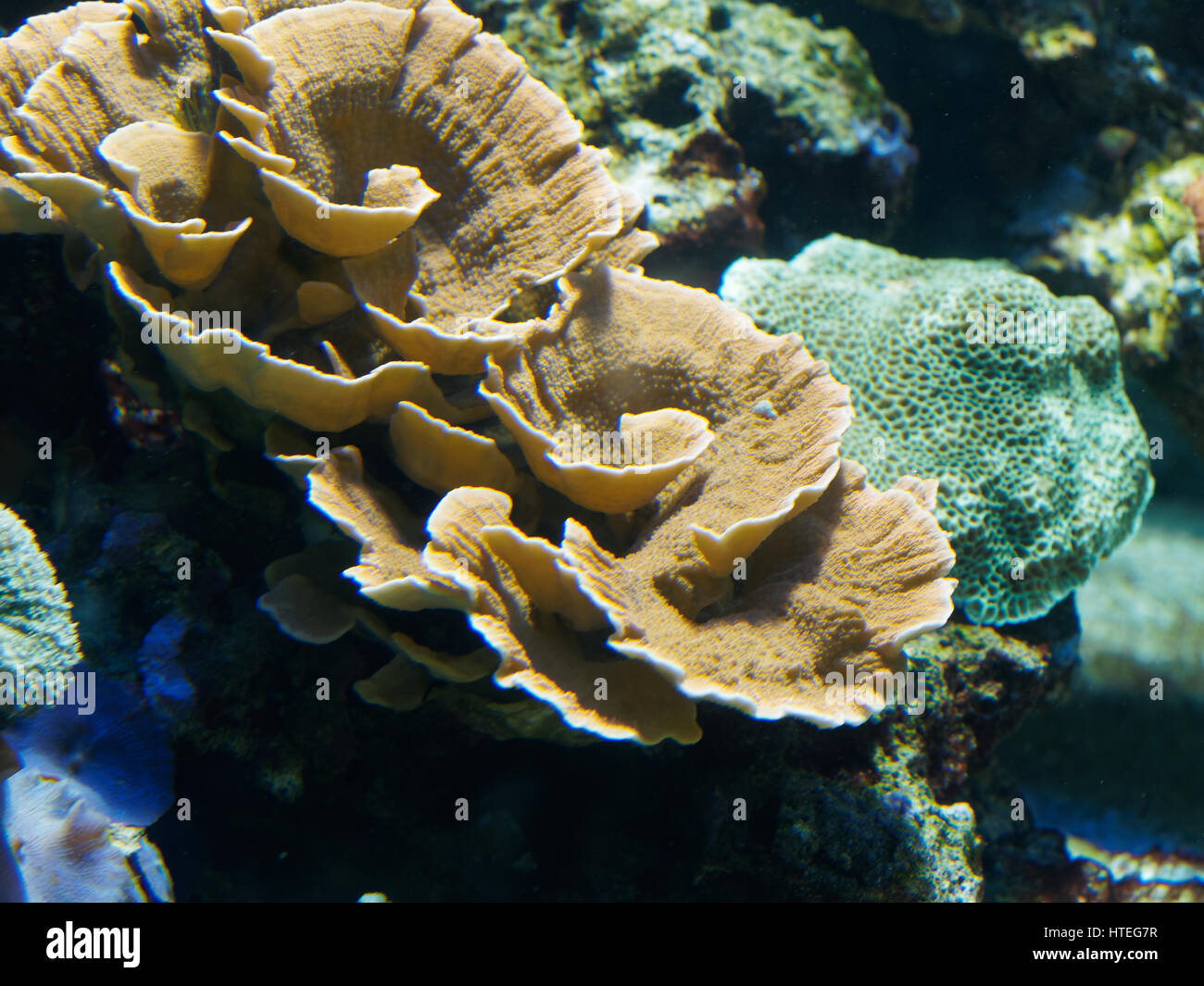 Il velluto coralli, Montipora sp. Foto Stock