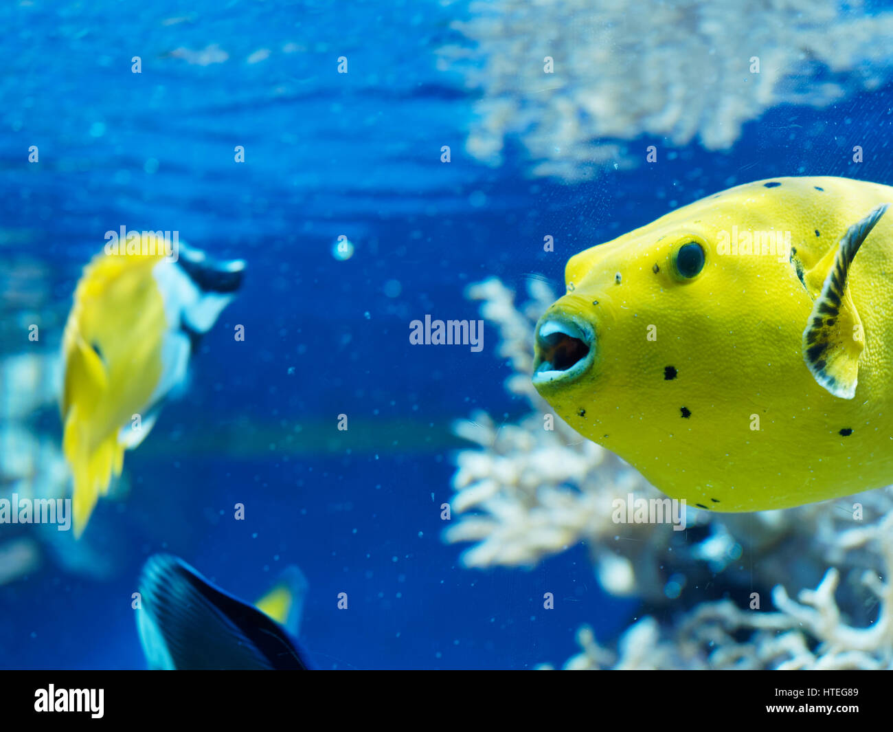 Le faraone Puffer (Arothron meleagris) Foto Stock