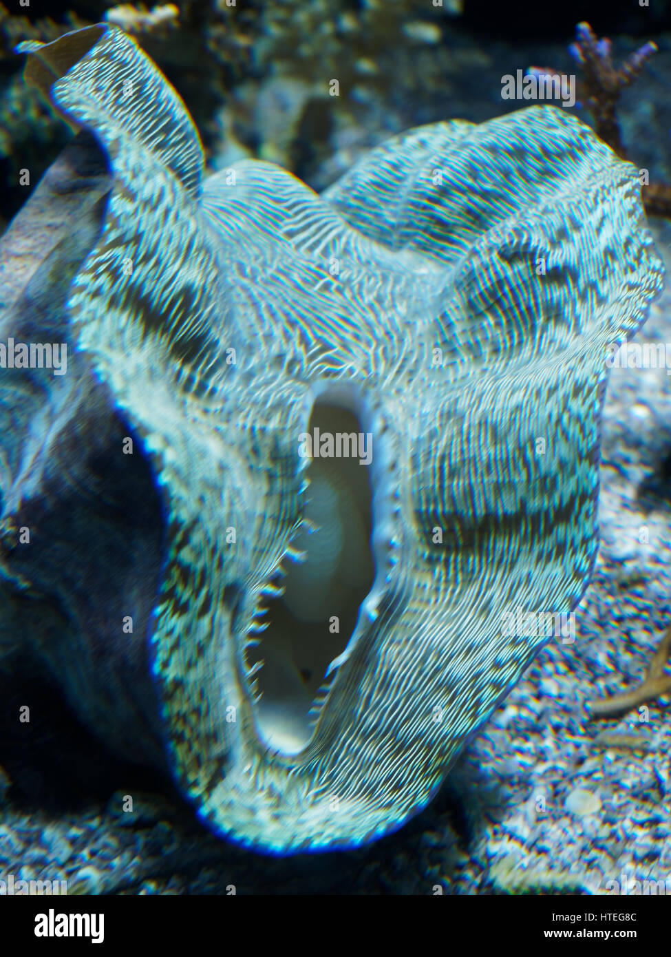 Maxima clam (Tridacna maxima) Foto Stock