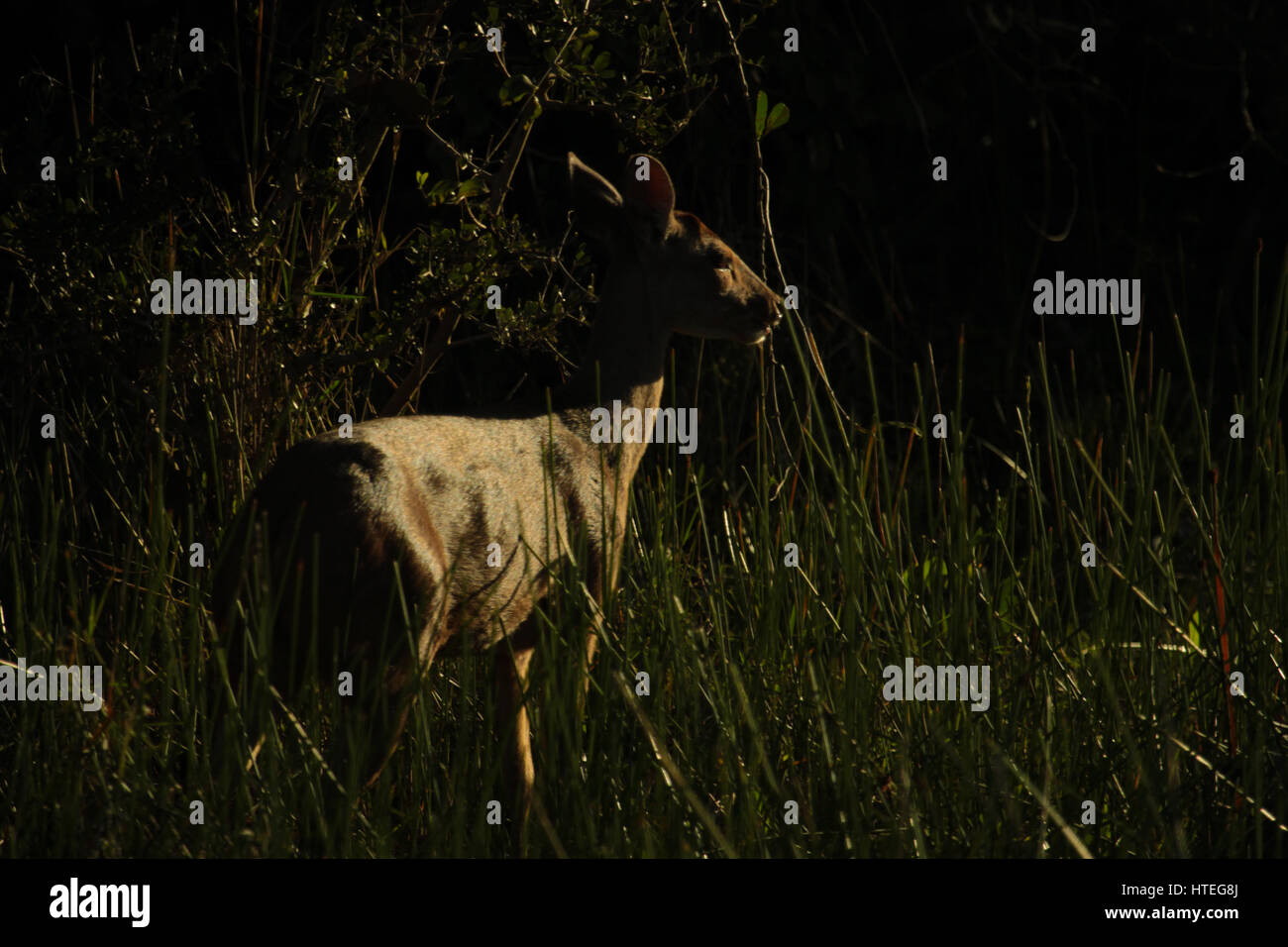 Grigio (brocket Mazama gouazoubira), noto anche come il marrone brocket. Viaggi avventura: Pantanal, Mato Grosso, Brasile. Foto Stock
