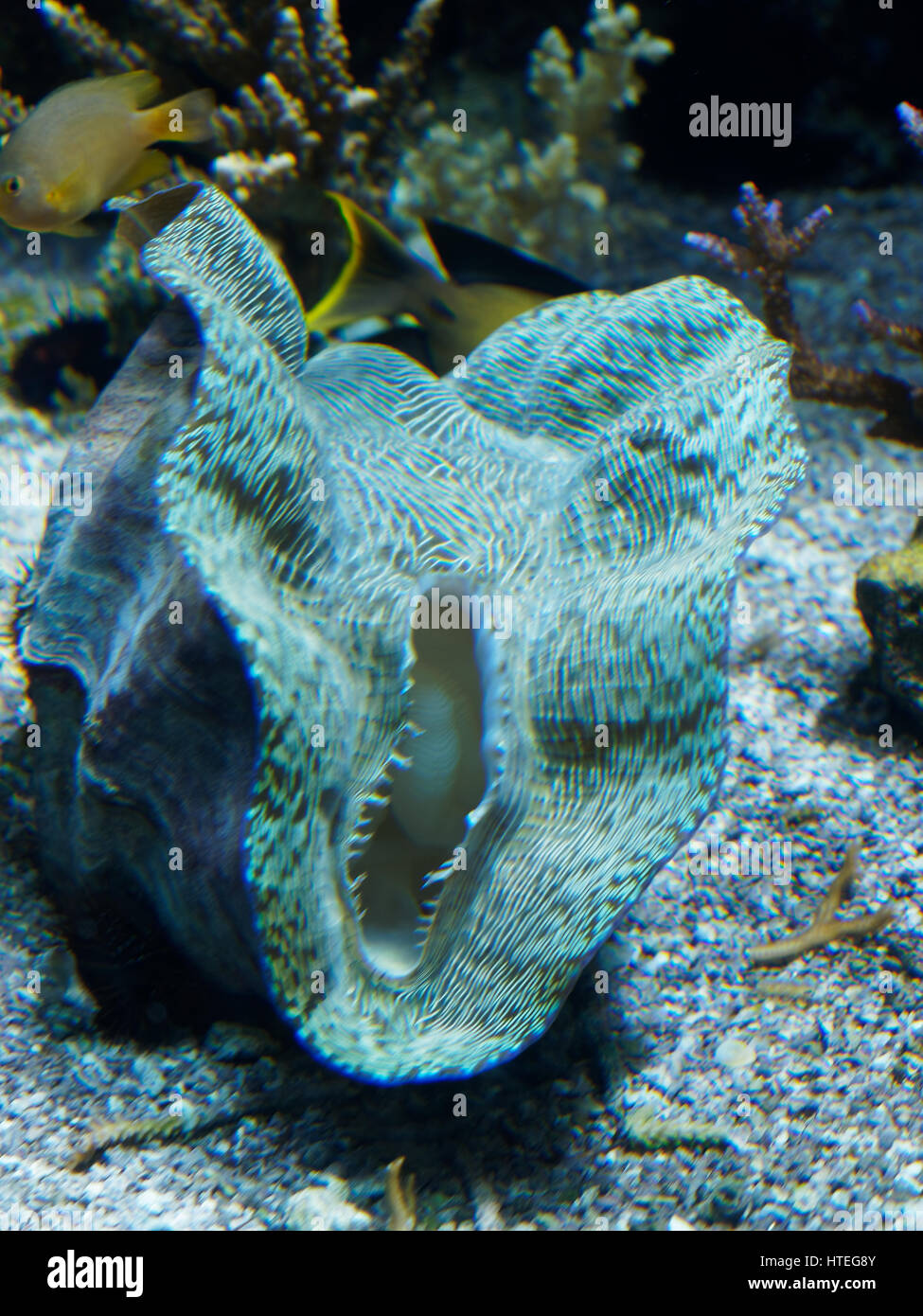 Maxima clam (Tridacna maxima) Foto Stock