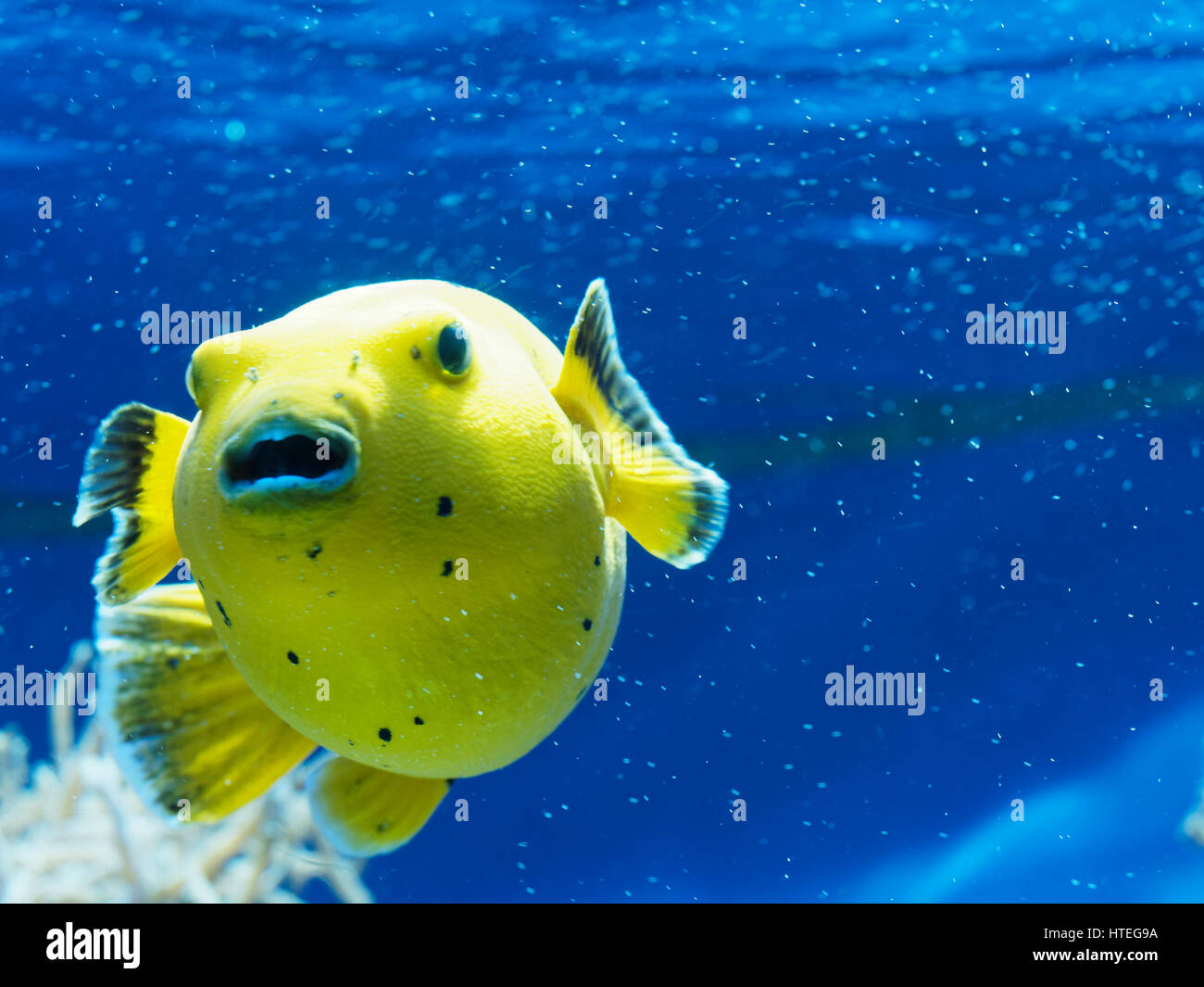 Le faraone Puffer (Arothron meleagris) Foto Stock