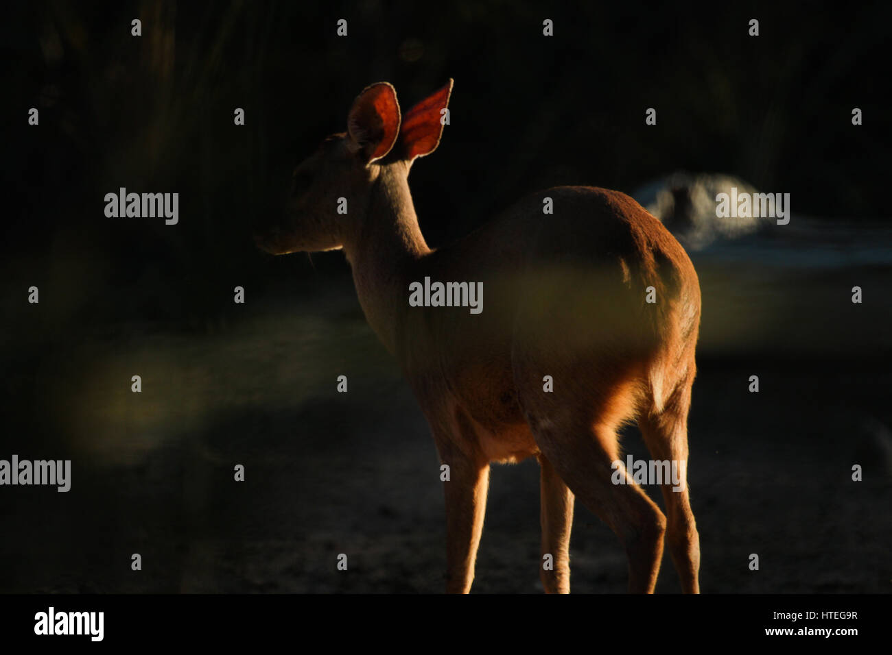 Grigio (brocket Mazama gouazoubira), noto anche come il marrone brocket. Viaggi avventura: Pantanal, Mato Grosso, Brasile. Foto Stock