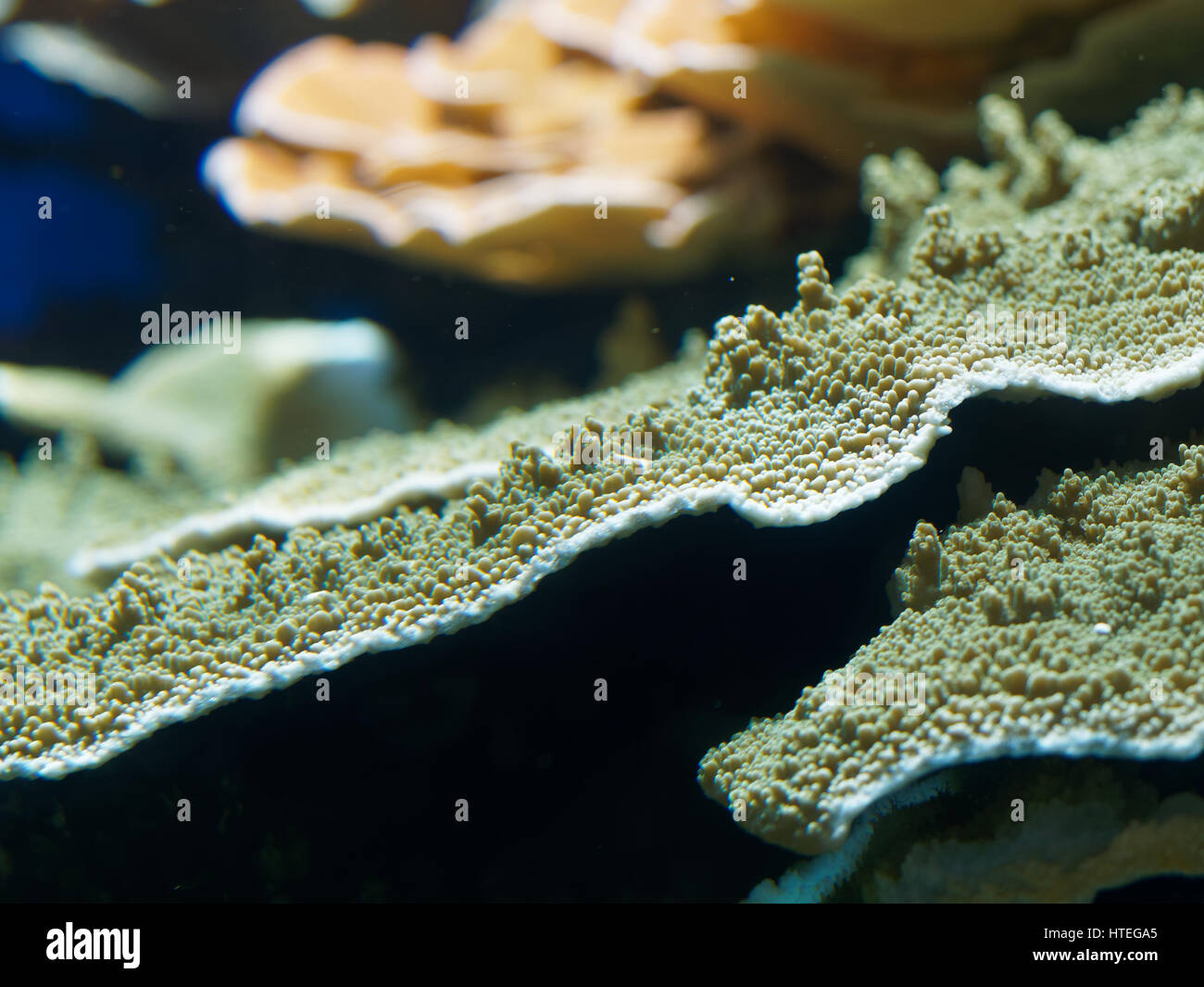 Il velluto coralli, Montipora sp. Foto Stock