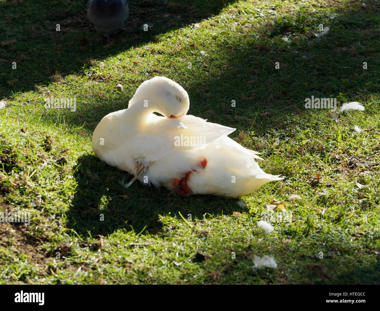 Un bianco di anatra domestica Foto Stock