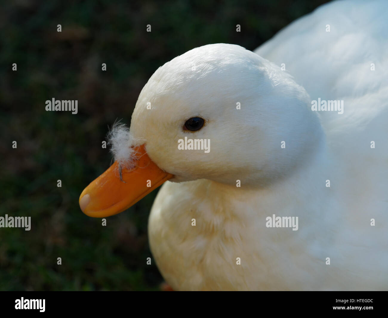 Un bianco di anatra domestica Foto Stock