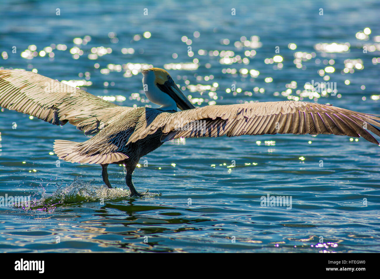 Pelican landing in acqua Foto Stock