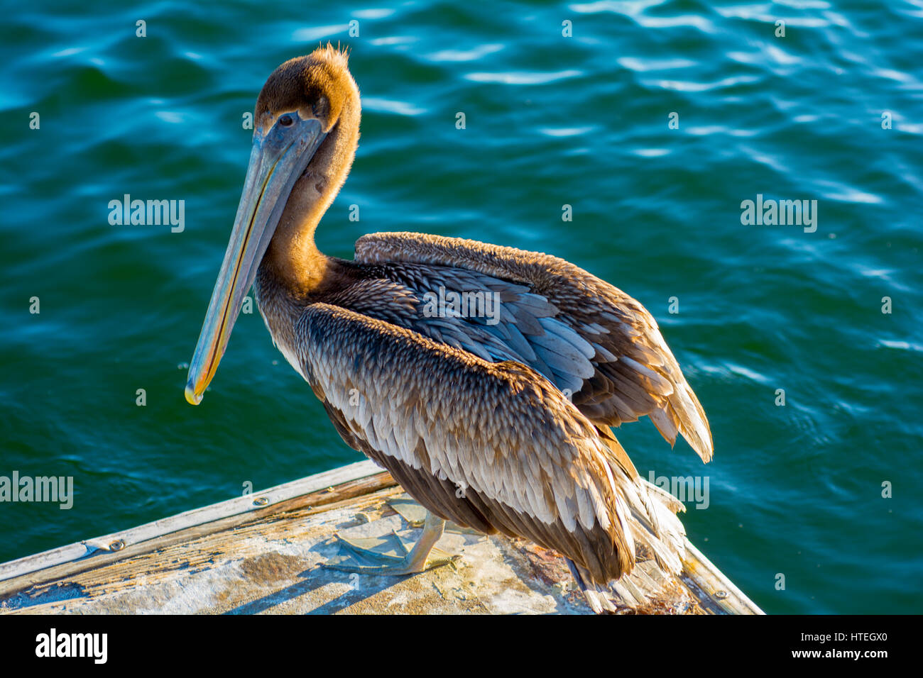 Pelican su un dock Foto Stock