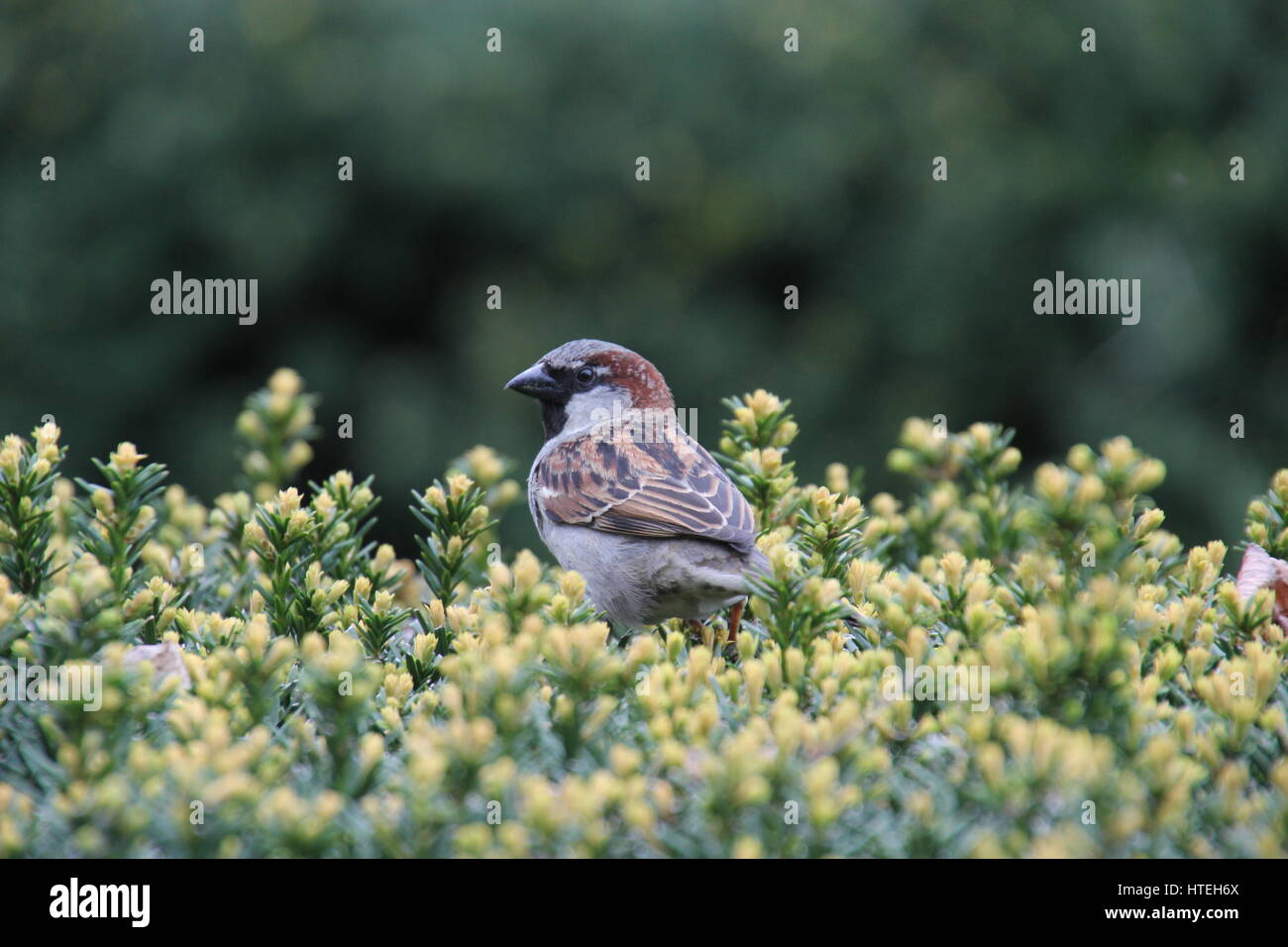 Un passero in Lincoln Park di Chicago Foto Stock