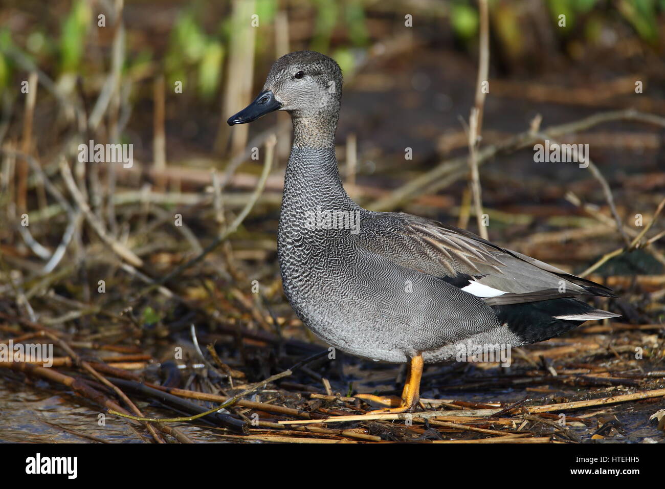 Canapiglia Drake Foto Stock