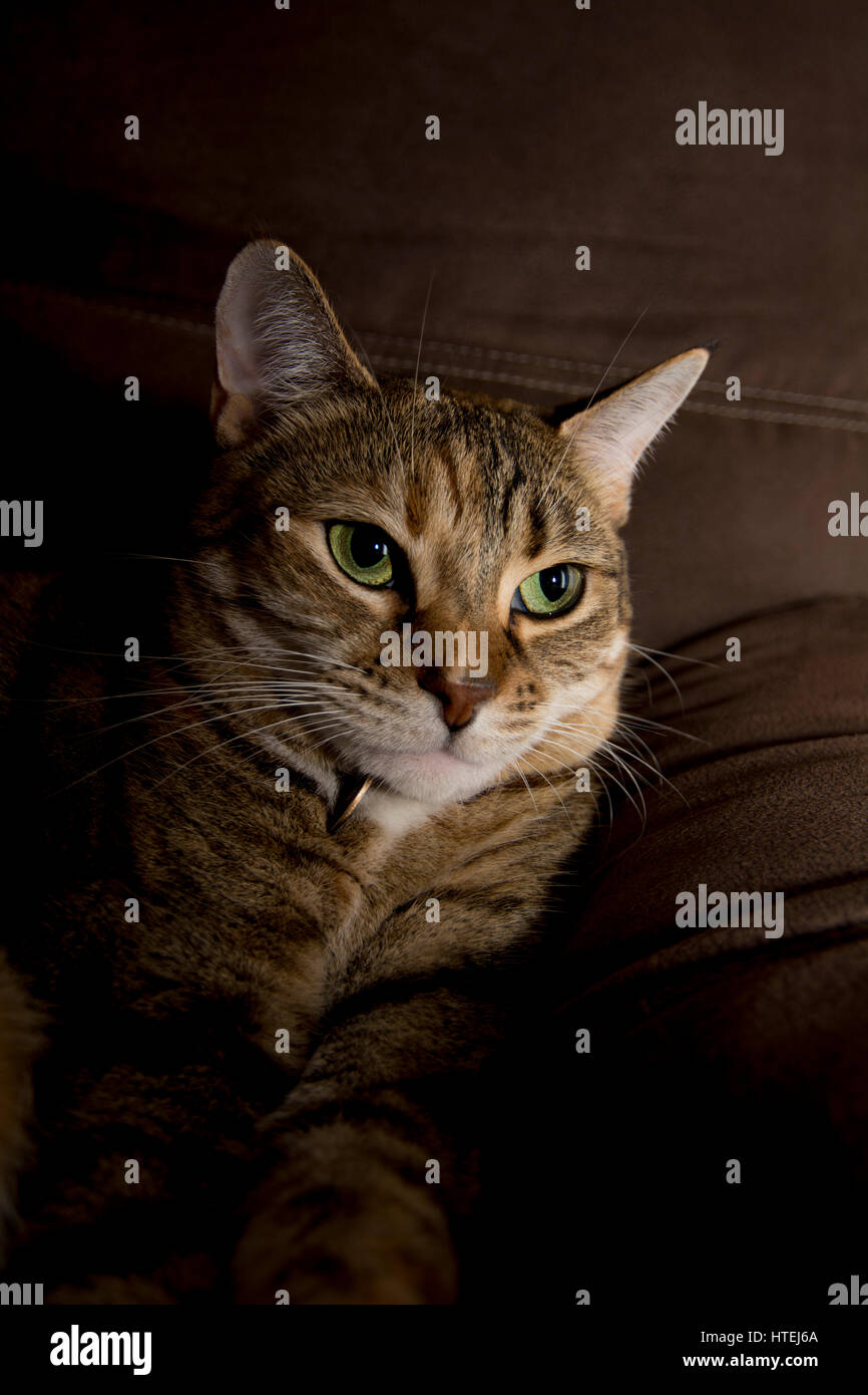 gatto dell'occhio verde Foto Stock