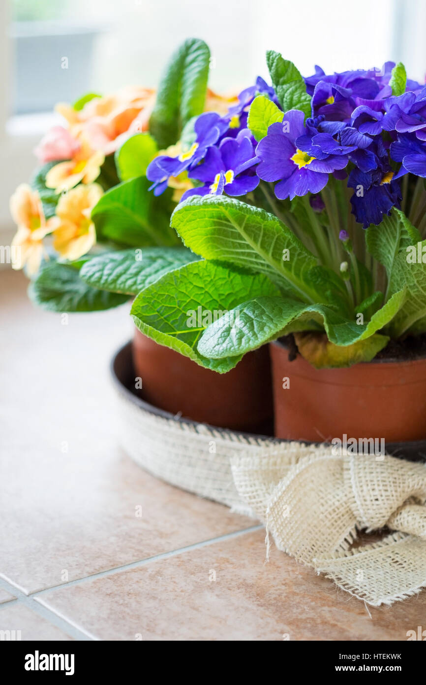 Viola e arancione primrose fiore in pentola con nastro Foto Stock