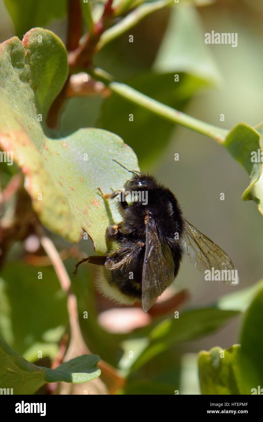 Canaria di bumblebee (Bombus terrestris canariensis), una sottospecie endemica nelle Isole Canarie, appoggiato su una foglia, Gran Canaria Isole Canarie, Giugno. Foto Stock