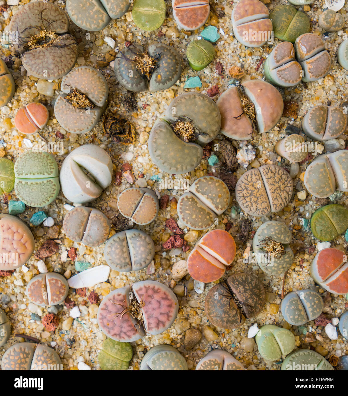 Lithops (pietra viva), Cactus Foto Stock