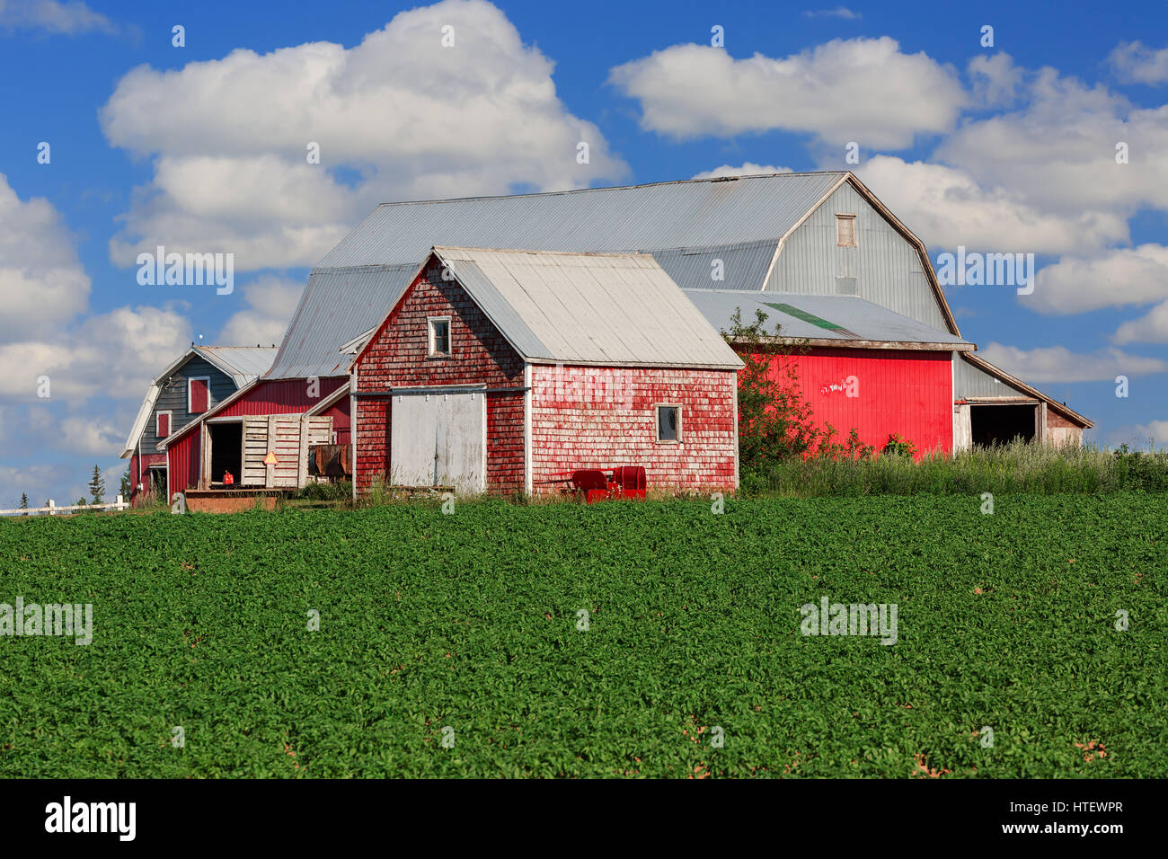 Red granai su la fattoria in America rurale. Foto Stock
