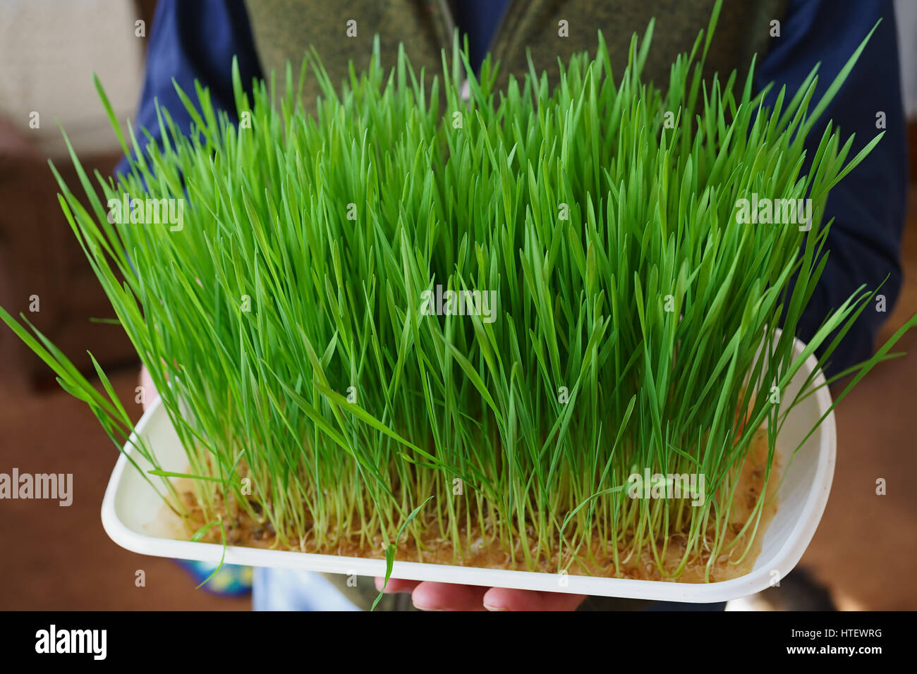 Uomo con un vassoio di erba di frumento è pronta per il raccolto. Foto Stock