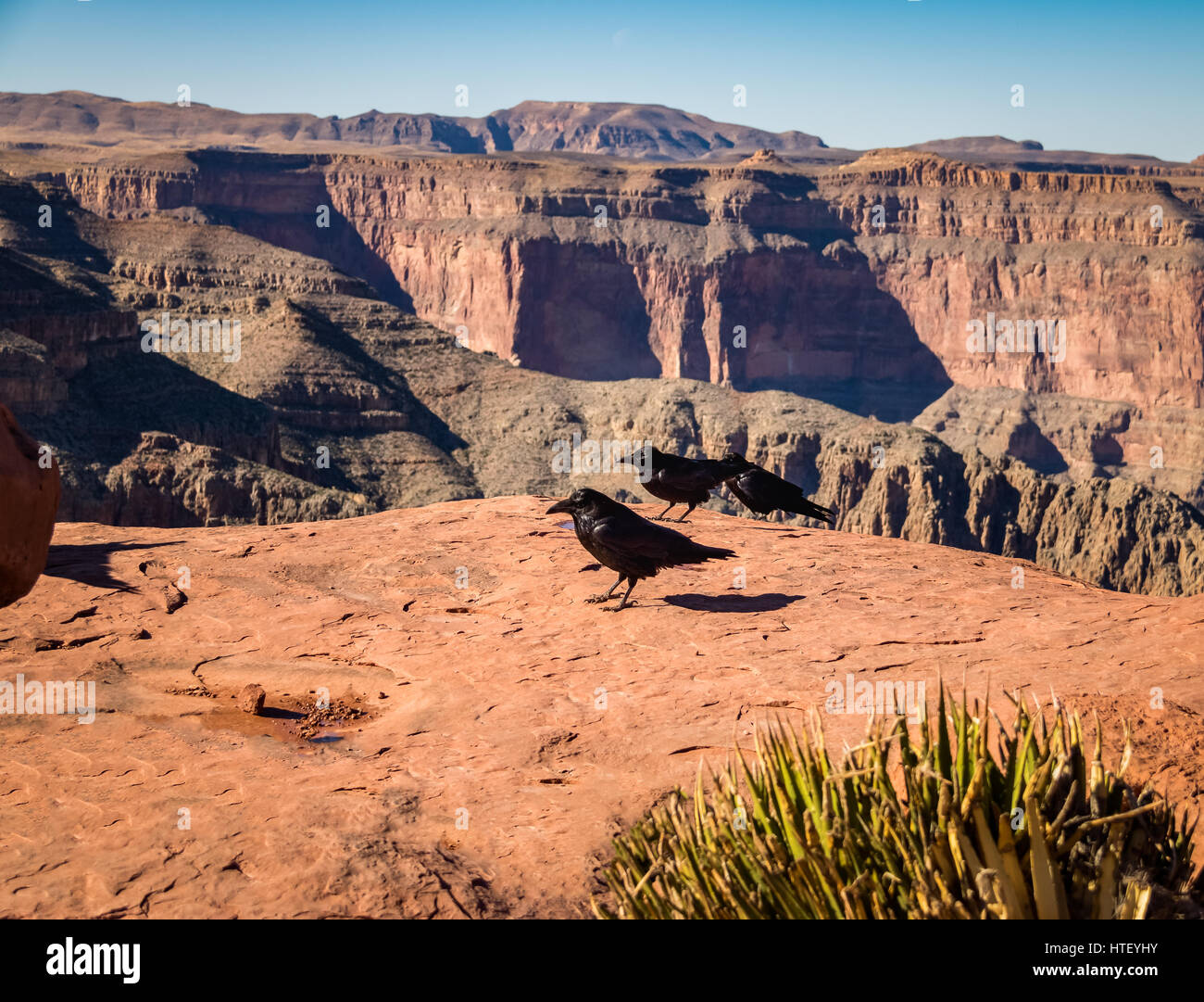 Common Ravens (Corvus corax) al Grand Canyon West Rim - Arizona, Stati Uniti Foto Stock