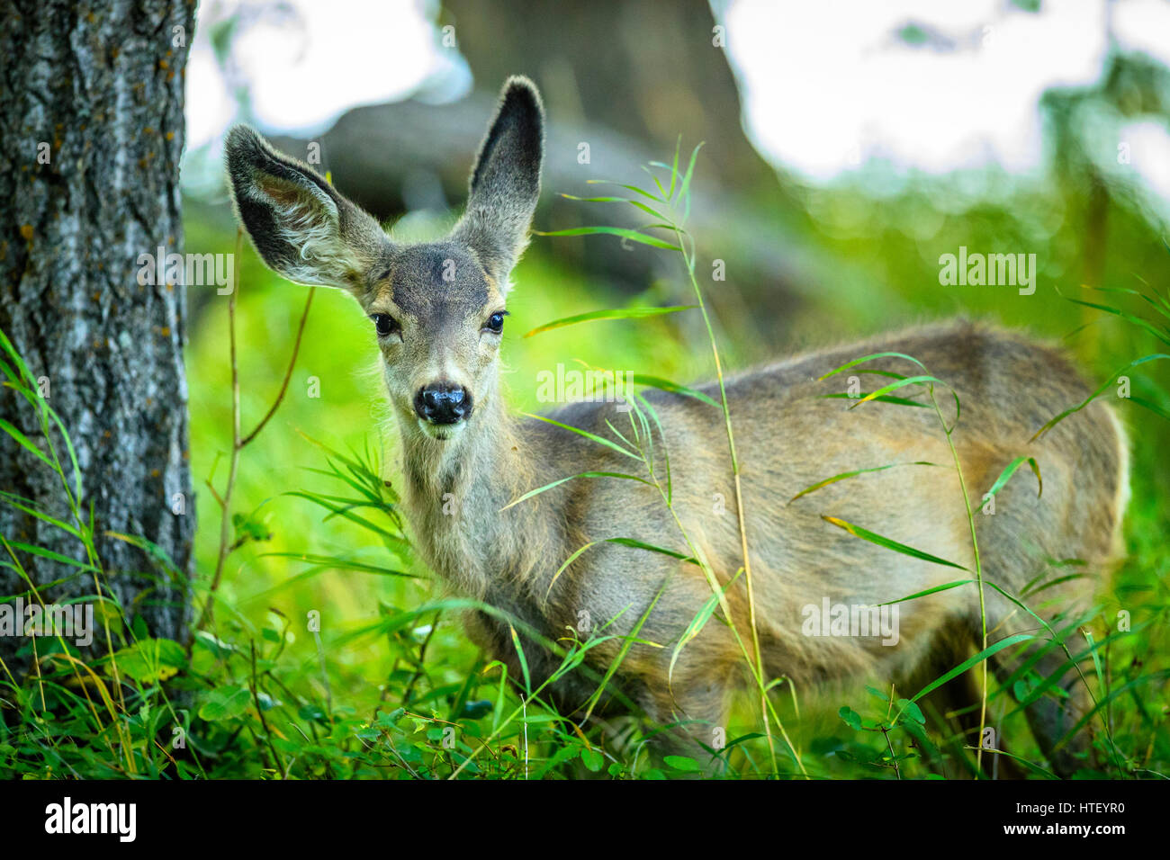 Fawn in Waterton National Park, Canada Foto Stock