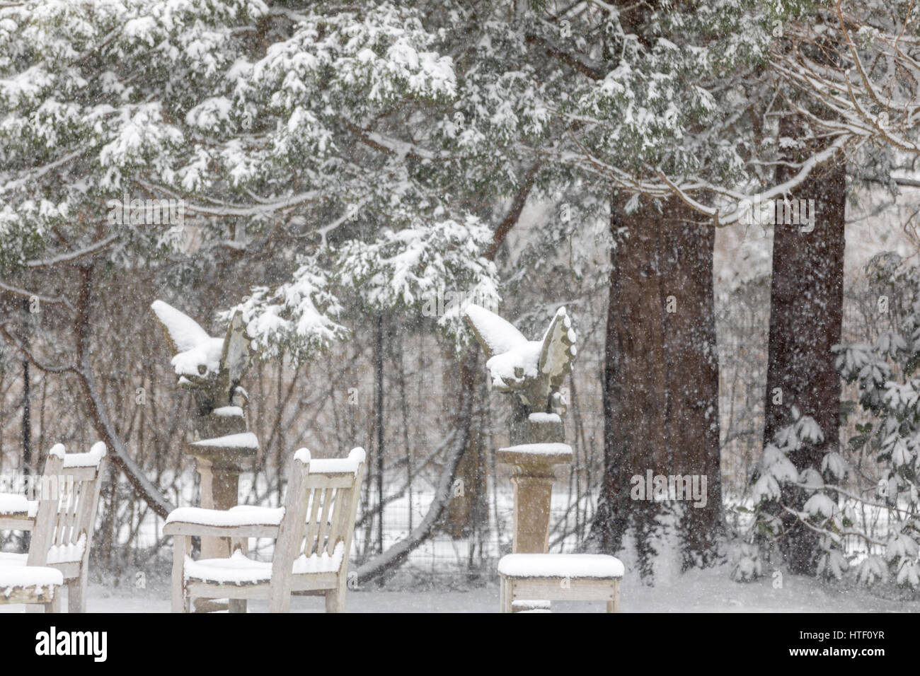 Doccioni nella neve Foto Stock