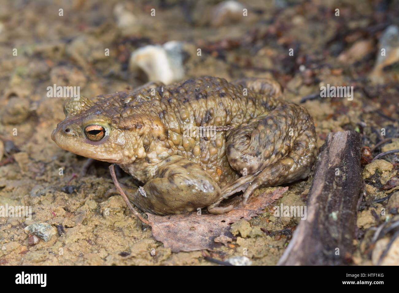 Il rospo comune (Bufo bufo) mimetizzata in habitat terrestre Foto Stock