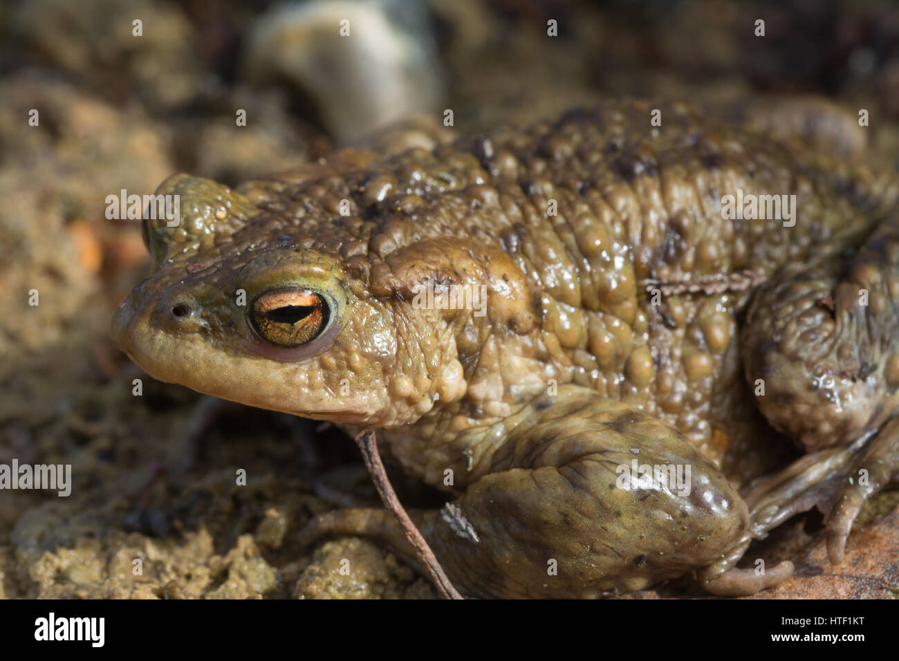 Il rospo comune (Bufo bufo) mimetizzata in habitat terrestre Foto Stock