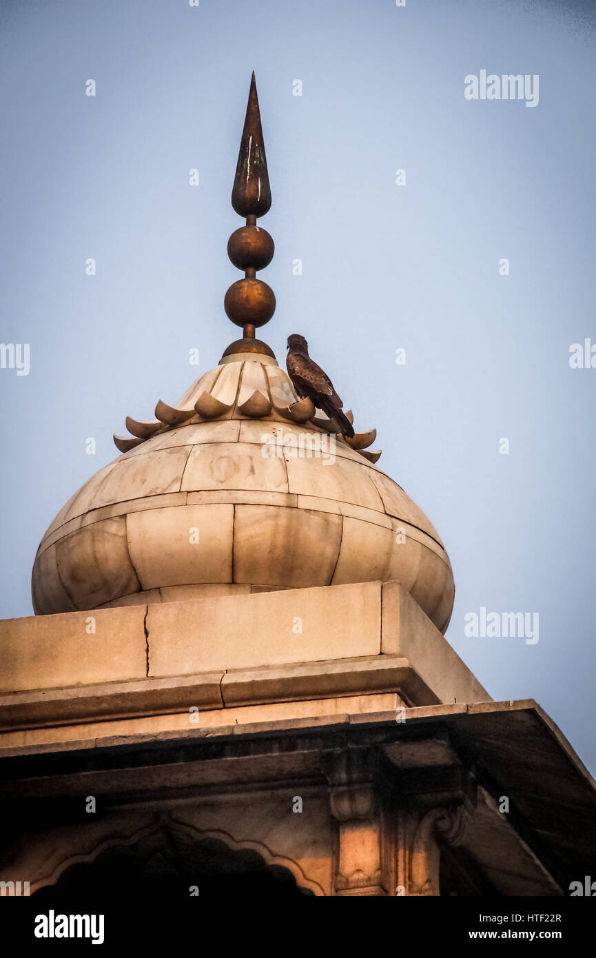 Bird su una guglia di Red Fort, Nuova Delhi - India Foto Stock