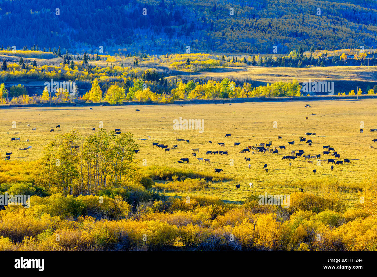 Ranch di bestiame in Montana area pedemontana, STATI UNITI D'AMERICA Foto Stock