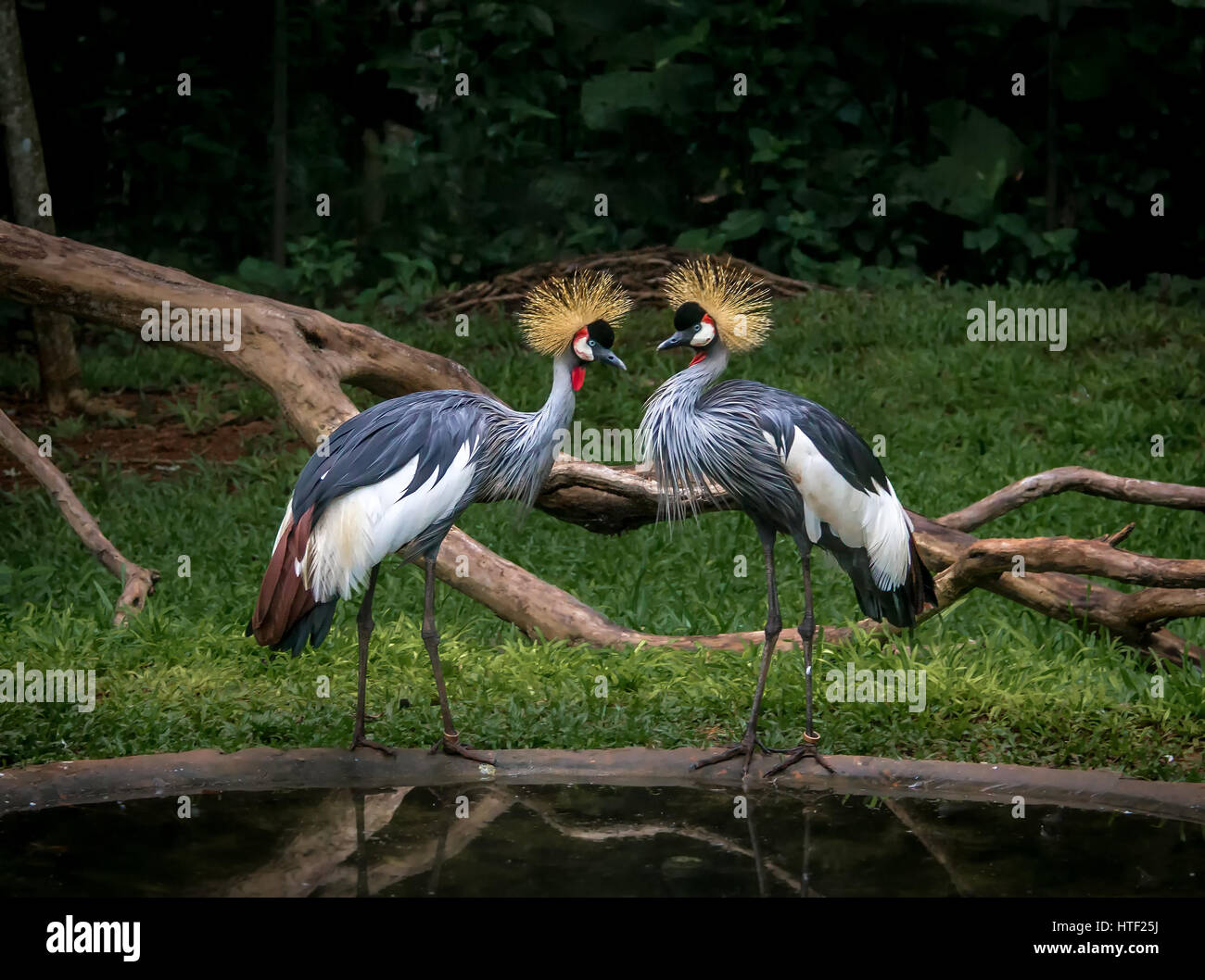 Due Grey Crowned gru Foto Stock