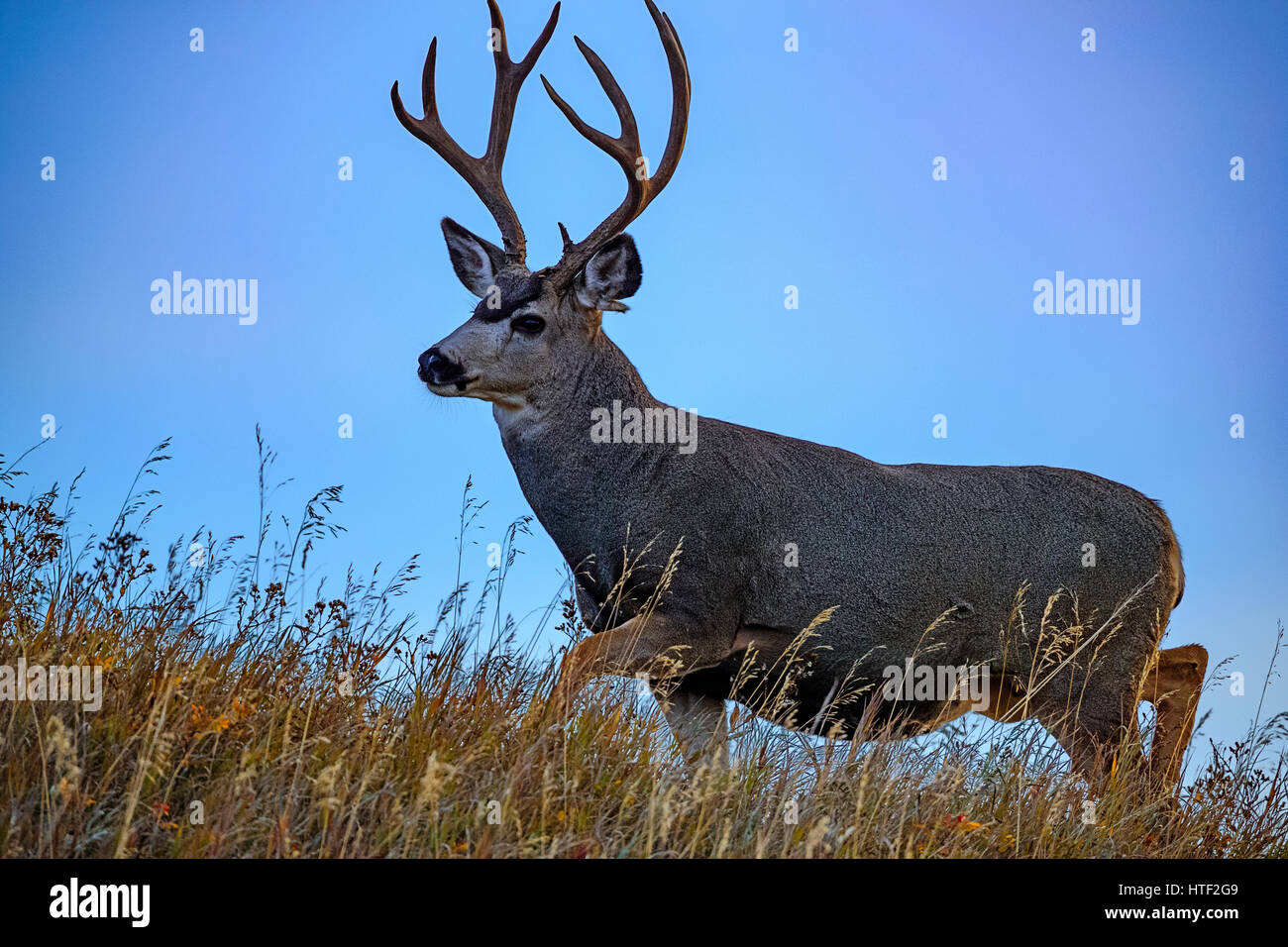 Coda nera Deer buck, Alberta Canada Foto Stock