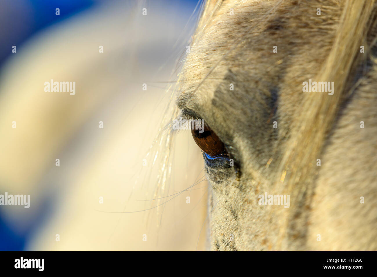 Horse ranch in Alberta sulle colline del paese, Canada Foto Stock