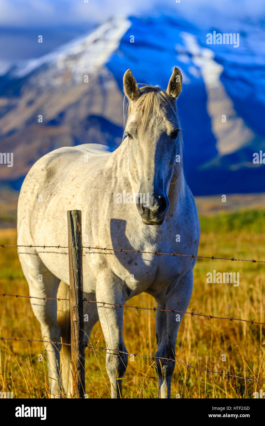 Horse ranch in Alberta sulle colline del paese, Canada Foto Stock