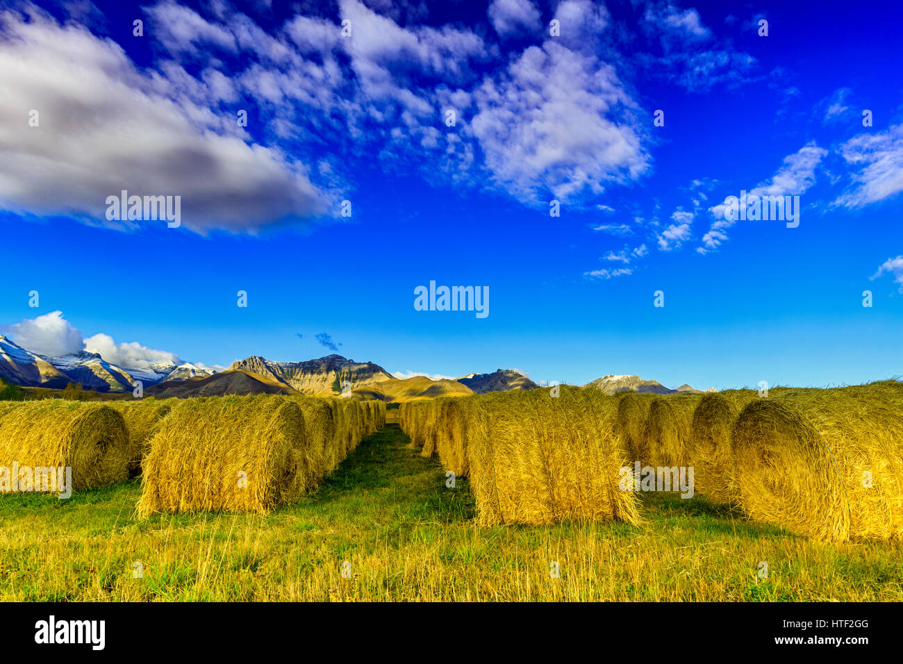 Bails fieno in Alberta pedemontana terreni agricoli Foto Stock