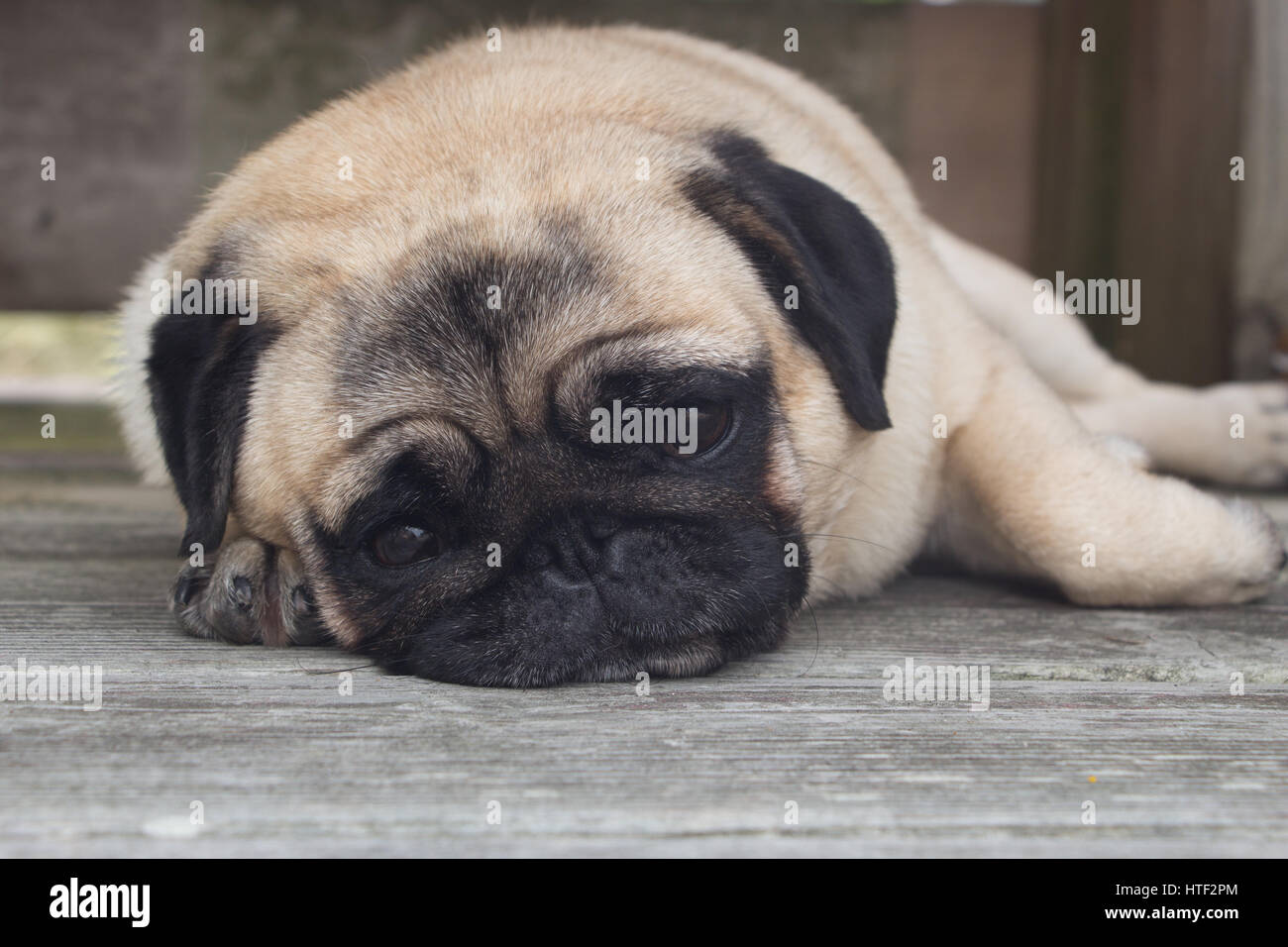 Carino pigro Pug Sonnecchia sul ponte di legno Foto Stock