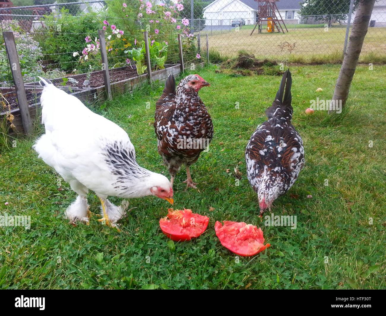 Backyard polli Foto Stock