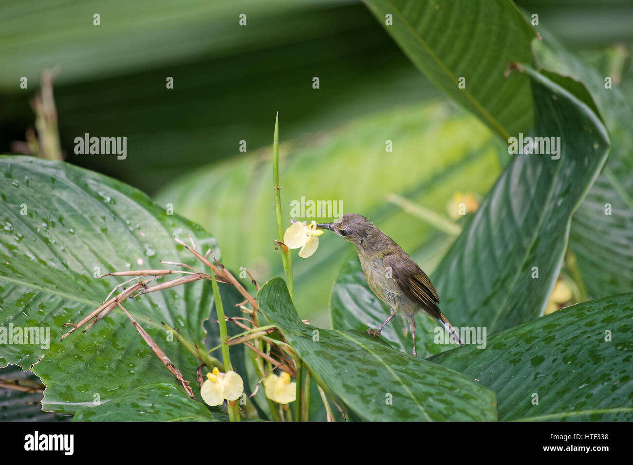 Oliva-backed sunbird, Cinnyris jugularis, selvatici, Singapore Botanic Gardens Foto Stock